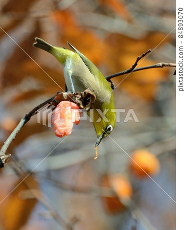 Remaining persimmon / white-eye 02 84893070