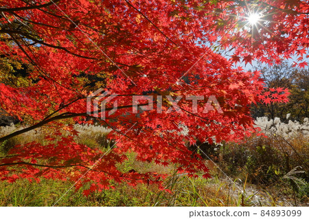 埼玉縣曳郡嵐山町鐮形 埼玉縣曳郡嵐山町鐮形 84893099