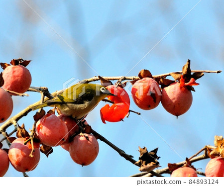 Remaining persimmon / white-eye 12 Remaining persimmon / white-eye 12 84893124