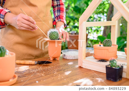 Planting cactus and growing tree. Home gardening and recreation activity at botanic garden. Planting cactus and growing tree. Home gardening and recreation activity at botanic garden. 84893229