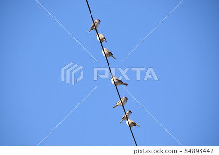 A flock of sparrows on an electric wire 84893442