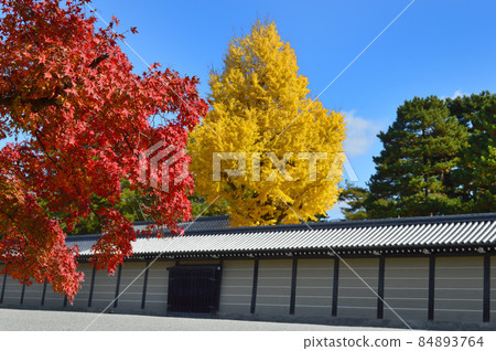 在金州的晴朗的早晨，您可以漫步在寬敞的京都御苑，秋天的色彩非常美妙。 84893764