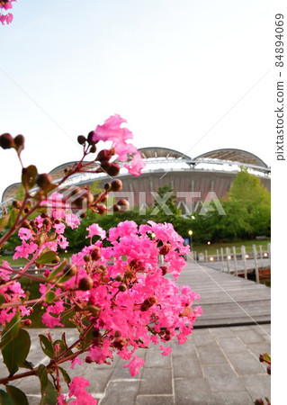 Big Swan and Crape Myrtle (Niigata Prefecture) Big Swan and Crape Myrtle (Niigata Prefecture) 84894069