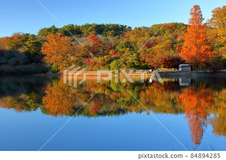 Kuroiwa, Yoshimi-cho, Hiki-gun, Saitama Prefecture Hatchoko Park Hatchoko Park Autumn Leaves Water Mirror Kuroiwa, Yoshimi-cho, Hiki-gun, Saitama Prefecture Hatchoko Park Hatchoko Park Autumn Leaves Water Mirror 84894285