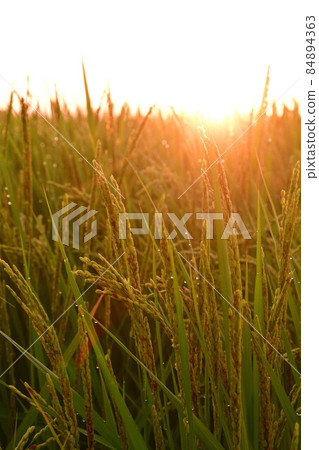 越後平原和日出（新潟縣） 84894363