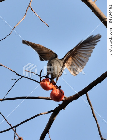 Remaining persimmon / bulbul 08 Remaining persimmon / bulbul 08 84894461