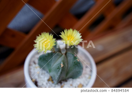 Photographs of rare plants, flowering of lampo balls 84894584