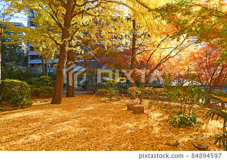 東京都千代田區紀尾井町清水穀公園秋葉 84894597