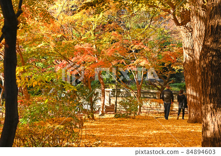 東京都千代田區紀尾井町清水穀公園秋葉 東京都千代田區紀尾井町清水穀公園秋葉 84894603