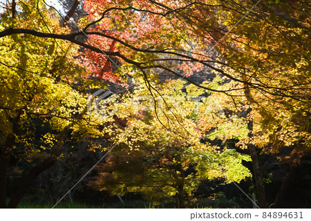 藺Mutaike的秋葉 84894631