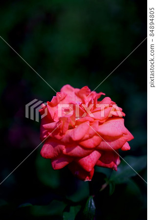 One day in early summer when you feel the beauty of roses One day in early summer when you feel the beauty of roses 84894805