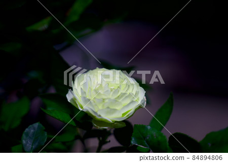 One day in early summer when you feel the beauty of roses One day in early summer when you feel the beauty of roses 84894806