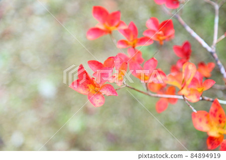 Doudanzu colored leaves Doudanzu colored leaves 84894919