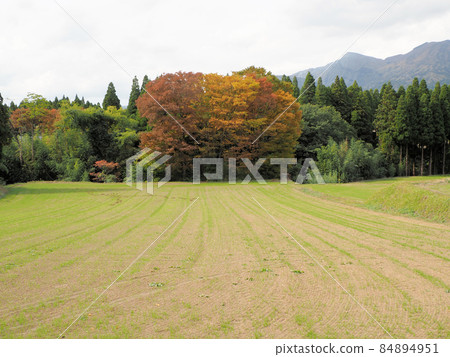 Autumn in the meadows of Minamiaso Takamori, Takamori-cho, Aso-gun, Kumamoto Prefecture 84894951