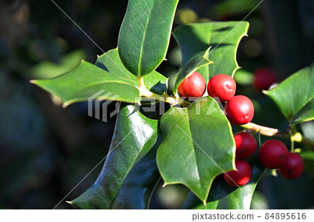 Holly red berries 84895616