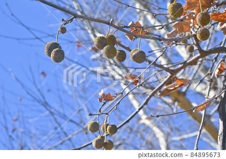 Round fruit of sycamore Round fruit of sycamore 84895673