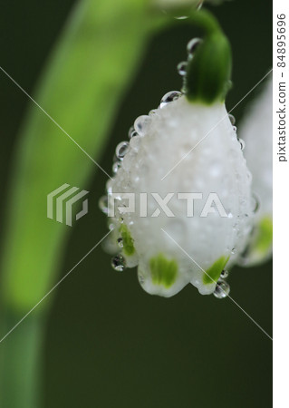 Snowflake wet with raindrops blooming in the garden in early spring Snowflake wet with raindrops blooming in the garden in early spring 84895696