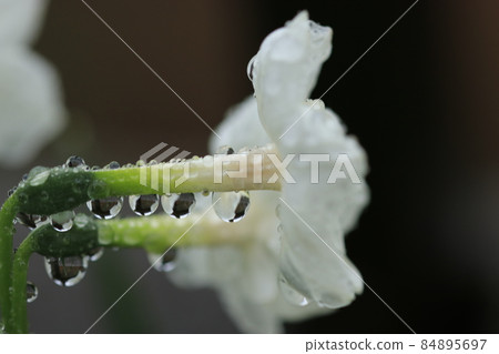 Narcissus wet with raindrops blooming in the garden in early spring Narcissus wet with raindrops blooming in the garden in early spring 84895697