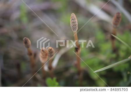 Horsetail of Nobe in spring 84895703