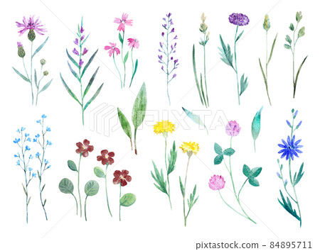Watercolor wild meadow flowers isolated on white background. Big set of botanical design elements for decor and greeting cards. Watercolor wild meadow flowers isolated on white background. Big set of botanical design elements for decor and greeting cards. 84895711