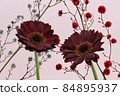 非洲菊黃昏和斯大林 84895937
