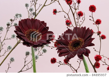 非洲菊黃昏和斯大林 84895937