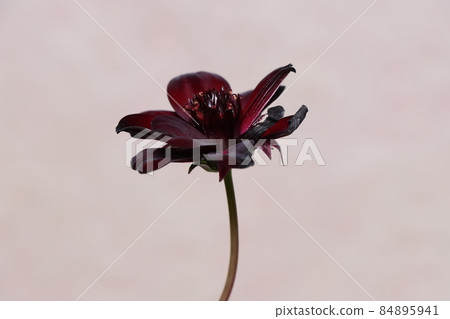 巧克力宇宙 巧克力宇宙 84895941