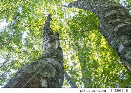 Beech forest, walking path through the sunlight, fresh green, eco-image (Oyama) Beech forest, walking path through the sunlight, fresh green, eco-image (Oyama) 84896546