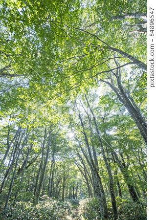 Beech forest, walking path through the sunlight, fresh green, eco-image (Oyama) Beech forest, walking path through the sunlight, fresh green, eco-image (Oyama) 84896547
