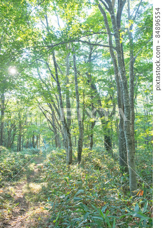Beech forest, walking path through the sunlight, fresh green, eco-image (Oyama) 84896554