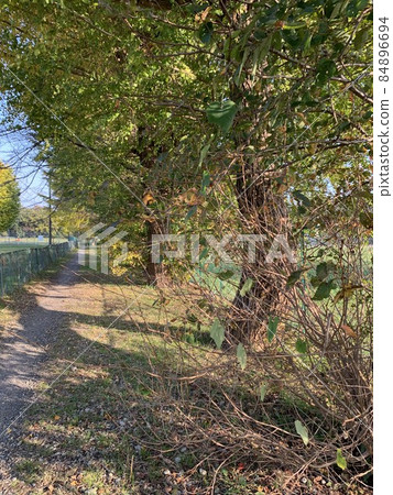 Woods	 84896694
