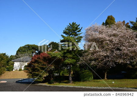 Ise Jingu Art Museum Autumn Leaves Ise Jingu Art Museum Autumn Leaves 84896942