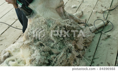 Men shearer shearing sheep at agricultural show in competition. Electric professional sheep manual hair clipper sheep cutting shearing machine. 84896988