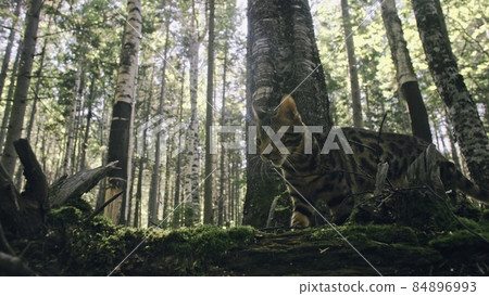 One cat in a city park. Bengal wildcat walk on the forest in collar. Asian Jungle Cat or Swamp or Reed. Domesticated leopard cat. One cat in a city park. Bengal wildcat walk on the forest in collar. Asian Jungle Cat or Swamp or Reed. Domesticated leopard cat. 84896993