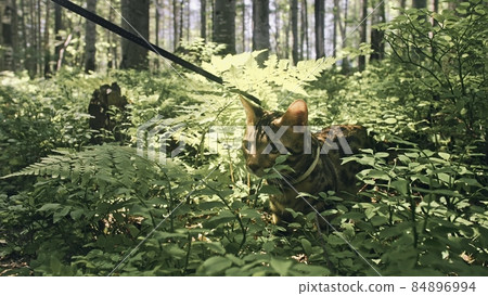 One cat in a city park. Bengal wildcat walk on the forest in collar. Asian Jungle Cat or Swamp or Reed. Domesticated leopard cat. One cat in a city park. Bengal wildcat walk on the forest in collar. Asian Jungle Cat or Swamp or Reed. Domesticated leopard cat. 84896994