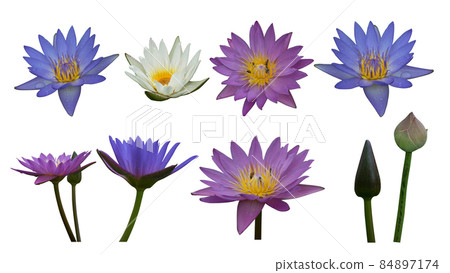 Di cut colorful lotus on white background,nature,worship 84897174