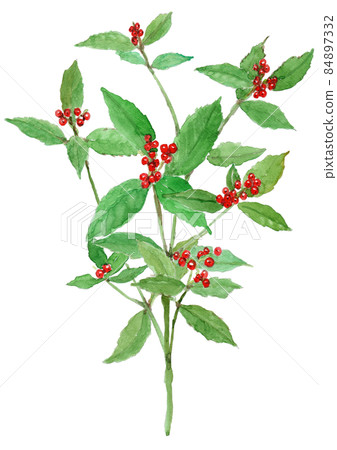 Sarcandra glabra 水彩插圖的 sarcandra glabra Sarcandra glabra 水彩插圖的 sarcandra glabra 84897332