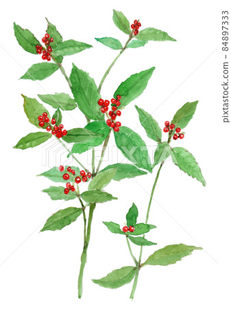 Sarcandra glabra 水彩插圖的 sarcandra glabra 84897333