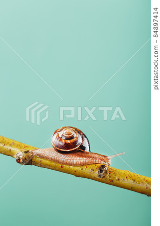 A patient snail with horns and a large shell crawls along a branch on a green background 84897414
