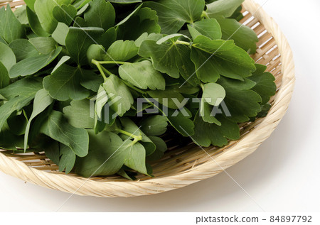 長壽草（鈕扣弓魚） 84897792