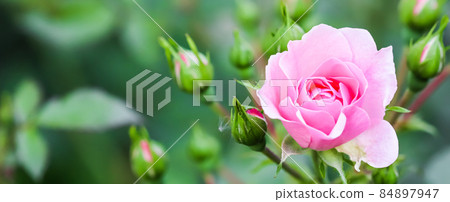 Soft pink rose Bonica with buds in the garden. Perfect for background of greeting cards for birthday, Valentine's Day and Mother's Day Soft pink rose Bonica with buds in the garden. Perfect for background of greeting cards for birthday, Valentine's Day and Mother's Day 84897947
