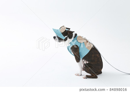 French bulldog French bulldog 84898016