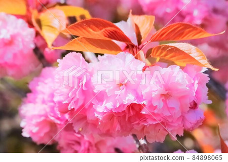 A beautiful double cherry tree 84898065