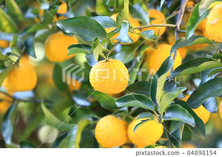 即將收穫的花柚子果實 即將收穫的花柚子果實 84898154