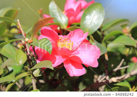 粉紅色的山茶科花 Sasanqua 粉紅色的山茶科花 Sasanqua 84898242