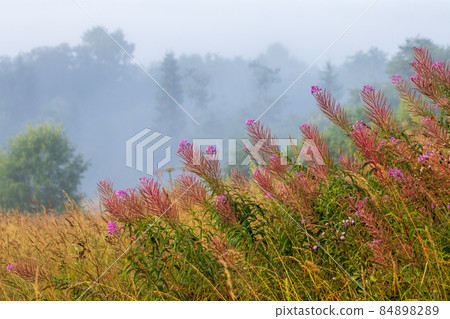 Blooming willow-tea (Chamerion angustifolium) on the background of forest and fog 84898289
