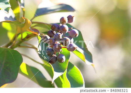 Kakuremino 葉子和果實 84898321