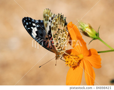 Indian Fritillary (female) sucking the nectar of Kibana cosmos, Taisei Family Travel Village, Nakatsuemura Gose, Hita City, Oita Prefecture Indian Fritillary (female) sucking the nectar of Kibana cosmos, Taisei Family Travel Village, Nakatsuemura Gose, Hita City, Oita Prefecture 84898421