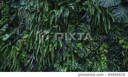 Background texture of foliage plants Background texture of foliage plants 84898428