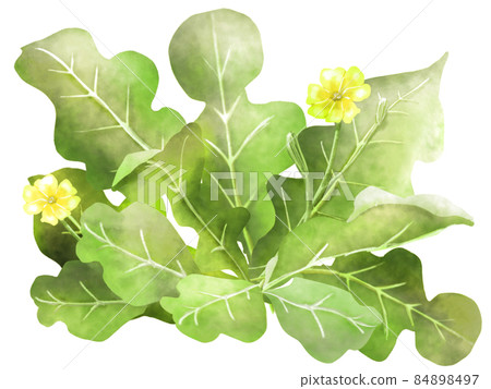 Henbit（春天的七種草藥） 84898497
